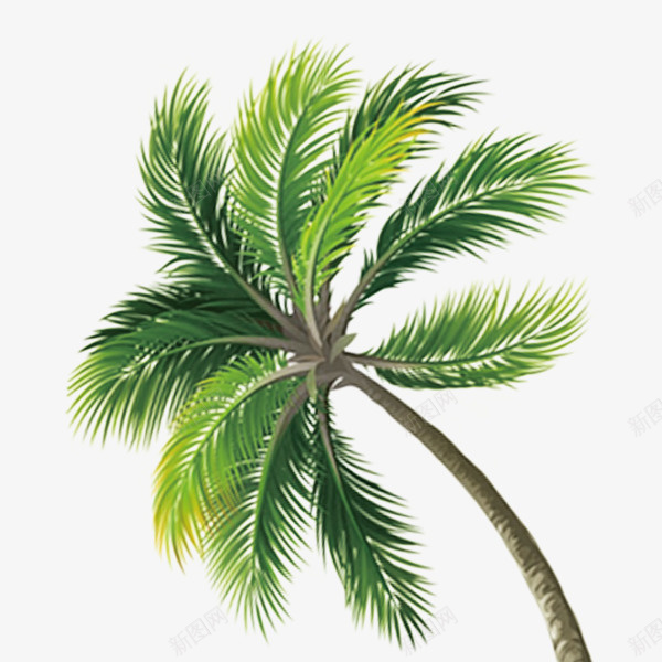 绿色椰子树png免抠素材_新图网 https://ixintu.com png图形 png装饰 植物 椰子树 绿树 装饰