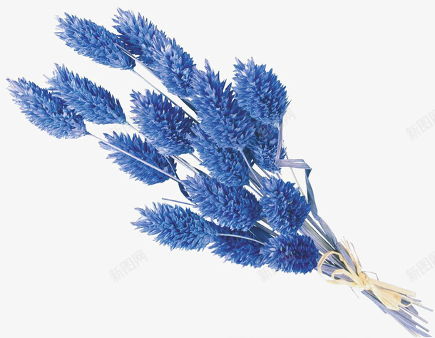 一束花朵png免抠素材_新图网 https://ixintu.com png 素材 花朵 蓝色 蓝色花朵