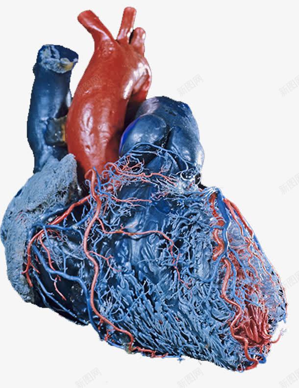 心脏血管医学png免抠素材_新图网 https://ixintu.com 健康 医学 心血管 血液循环