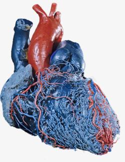 心脏血管医学素材