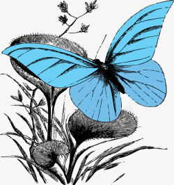 蝴蝶采花蓝色蝴蝶采花蜜插图矢量图高清图片