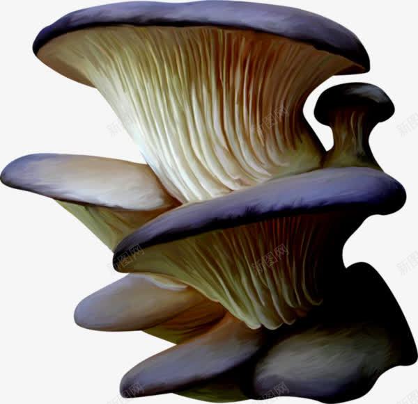 手绘蘑菇png免抠素材_新图网 https://ixintu.com 手绘 紫色 菌类 蘑菇