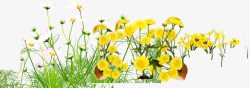 黄色花朵植物美景素材
