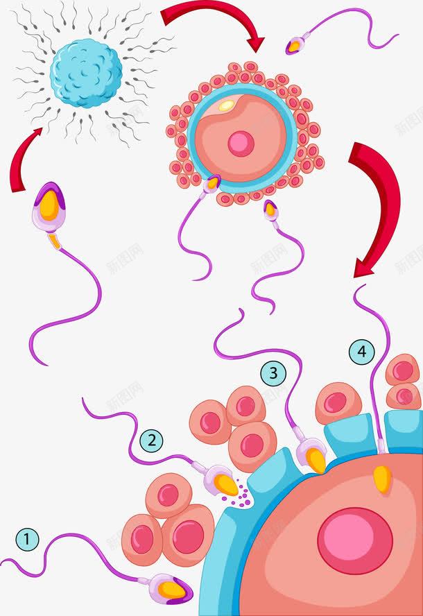 人类生殖过程研究png免抠素材_新图网 https://ixintu.com 受精 受精卵 受精过程 生殖过程 矢量素材