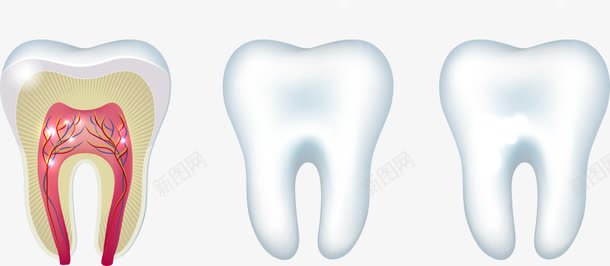 牙齿和剖面图png免抠素材_新图网 https://ixintu.com 剖面图 卡通牙齿 牙齿 矢量牙齿