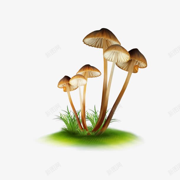 一丛小蘑菇png免抠素材_新图网 https://ixintu.com 一丛 小蘑菇 菌类