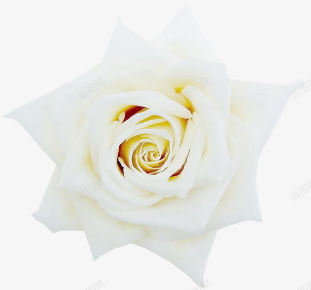背景元素鲜花背景白色唯美png免抠素材_新图网 https://ixintu.com 唯美 手绘花朵图片 抽象花朵 植物花卉 白色 花卉 花朵 鲜花相框 鲜花边框