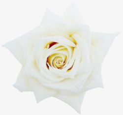 背景元素鲜花背景白色唯美素材