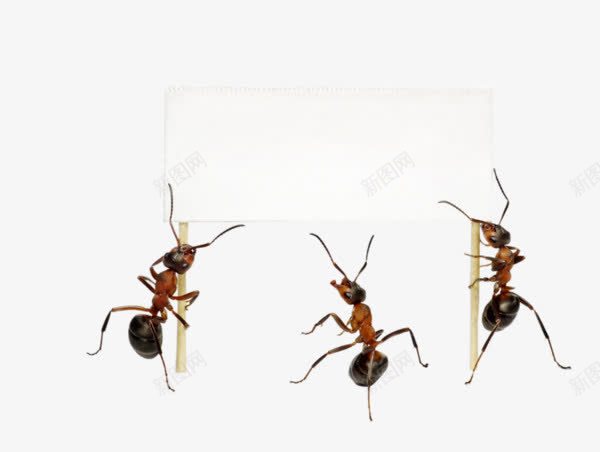 蚂蚁标签png免抠素材_新图网 https://ixintu.com 标签 蚂蚁 蚂蚁促销标签 蚂蚁木牌促销图案