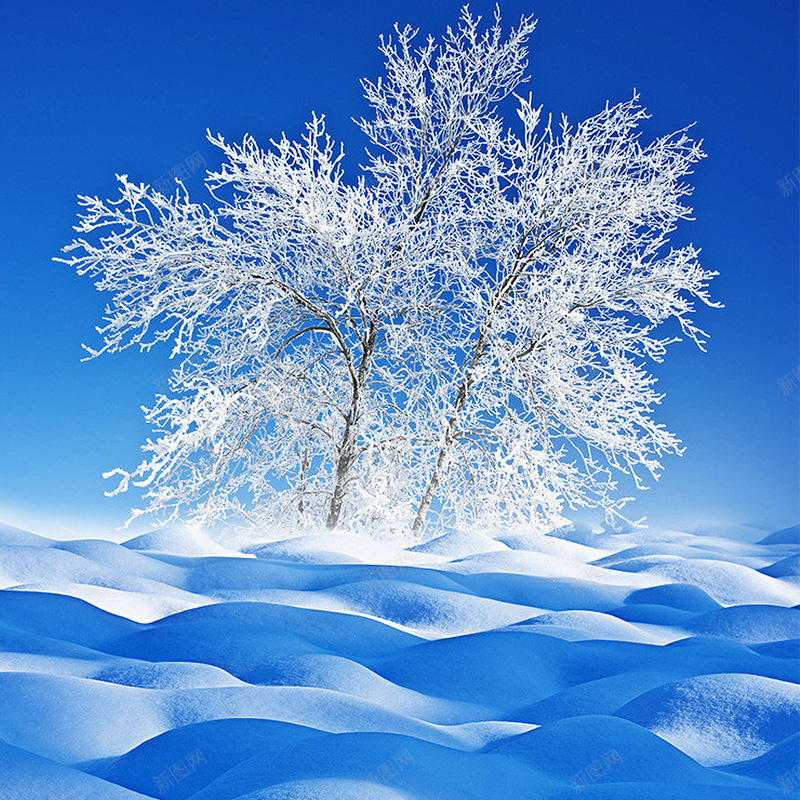 雪地首图psd_新图网 https://ixintu.com 主图 摄影 树林 白色 雪地 风景