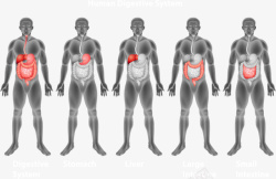 男人消化系统男人人体消化系统矢量图高清图片