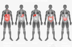 男人人体消化系统矢量图素材