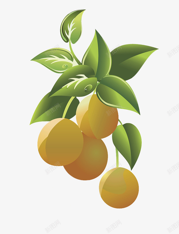 橘子png免抠素材_新图网 https://ixintu.com 橘树 水果 绿叶 金橘矢量图 高清图片