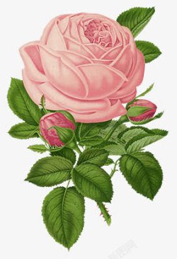 手绘粉色玫瑰绿叶素材