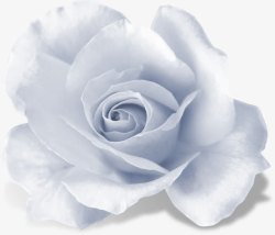 冷调白色玫瑰素材