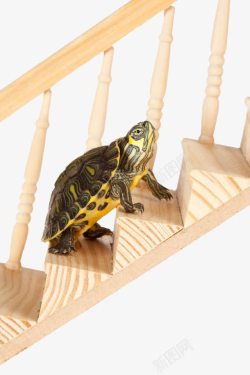 实木楼梯爬楼梯的乌龟高清图片