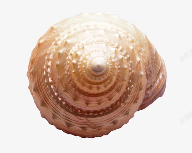 海螺png免抠素材_新图网 https://ixintu.com 夏天 夏天素材 海螺 海边元素 背景装饰