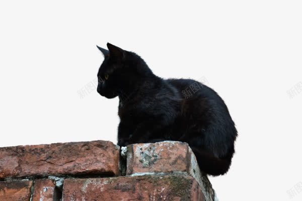 墙头上的猫png免抠素材_新图网 https://ixintu.com 动物 墙头 家畜 红砖 黑猫