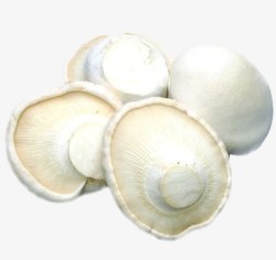 食用菌类白灵菇高清图片