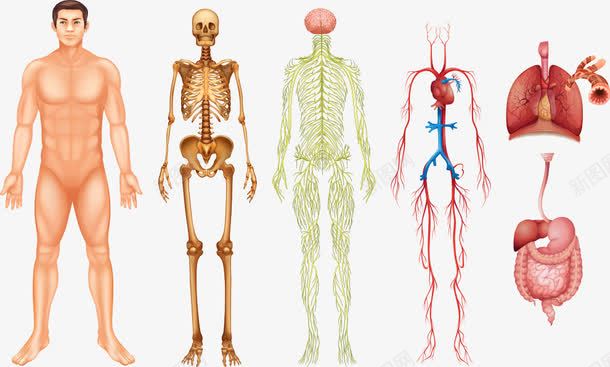 人体肌肉结构图png免抠素材_新图网 https://ixintu.com 人体 人体肌肉 卡通人体 矢量人体 结构图 肌肉结构图