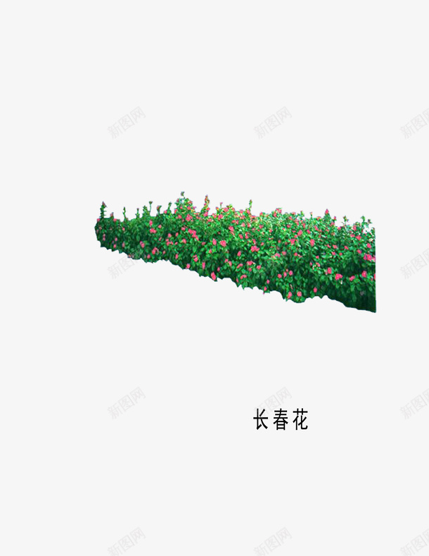 植物psd免抠素材_新图网 https://ixintu.com 粉色花朵 观赏植物 长春花