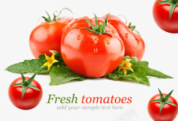 西红柿番茄蔬菜素材