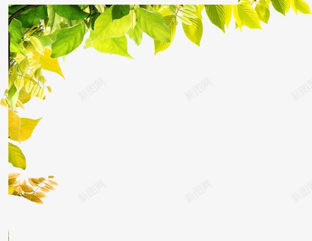 黄绿色树叶边框装饰png免抠素材_新图网 https://ixintu.com 树叶 装饰 边框 黄绿色