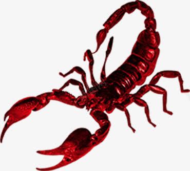 红色蝎子png免抠素材_新图网 https://ixintu.com 害虫 毒物 毒针 虫钳子 蝎子药材