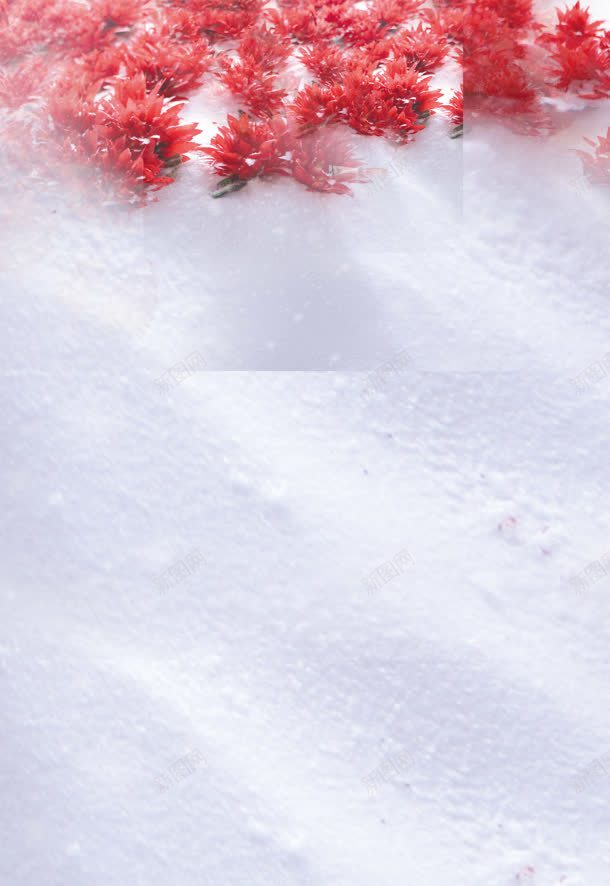 红色花朵白色背景jpg设计背景_新图网 https://ixintu.com 白色 素材 红色 背景 花朵