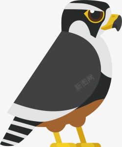 鸟科威武的斑鸠鸟矢量图高清图片