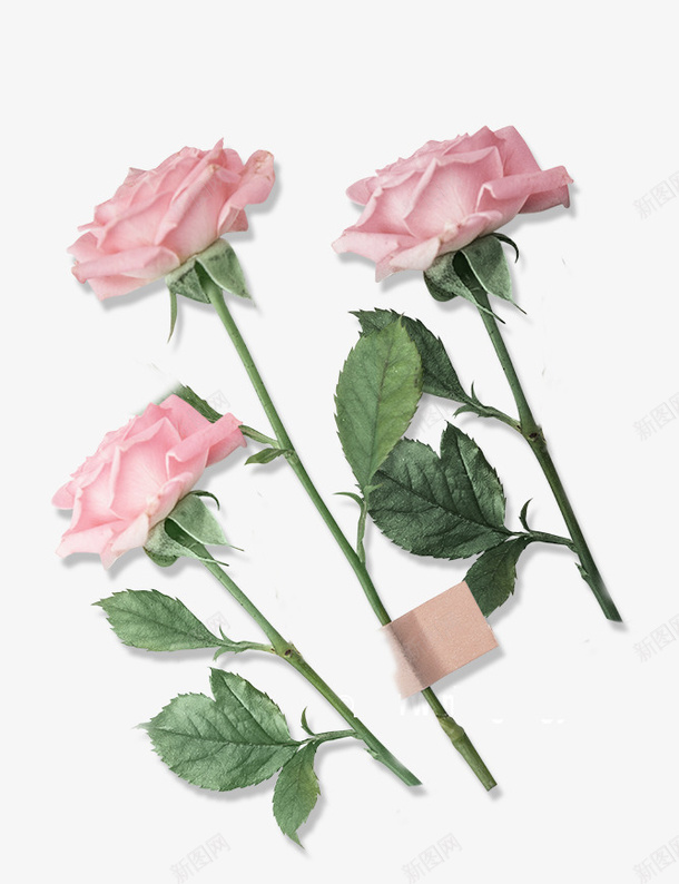 三只粉色的玫瑰花png免抠素材_新图网 https://ixintu.com 情人节 植物 玫瑰花 粉玫瑰 绿叶 绿植 花卉 花朵