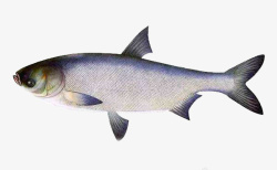 鳙鱼胖头鱼水产大型鱼类素材