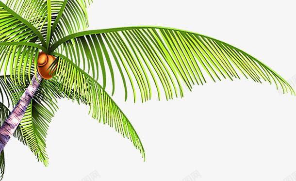 绿色椰林海边装饰png免抠素材_新图网 https://ixintu.com 椰林 海边 绿色 装饰