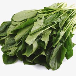 绿色蔬菜菠菜素材