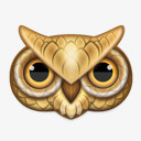 OWL动物猫头鹰放大眼睛的生物高清图片