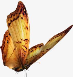 摄影手绘飞舞的蝴蝶素材