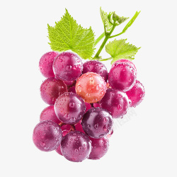 带水珠玫瑰花一串新鲜的紫葡萄高清图片