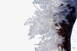 缁揿树干上的结晶高清图片