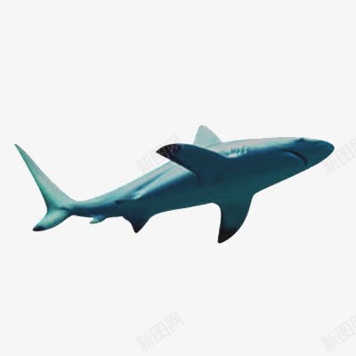 大白鲨png免抠素材_新图网 https://ixintu.com 动物 大白鲨 海洋 生物 野生 鲨鱼