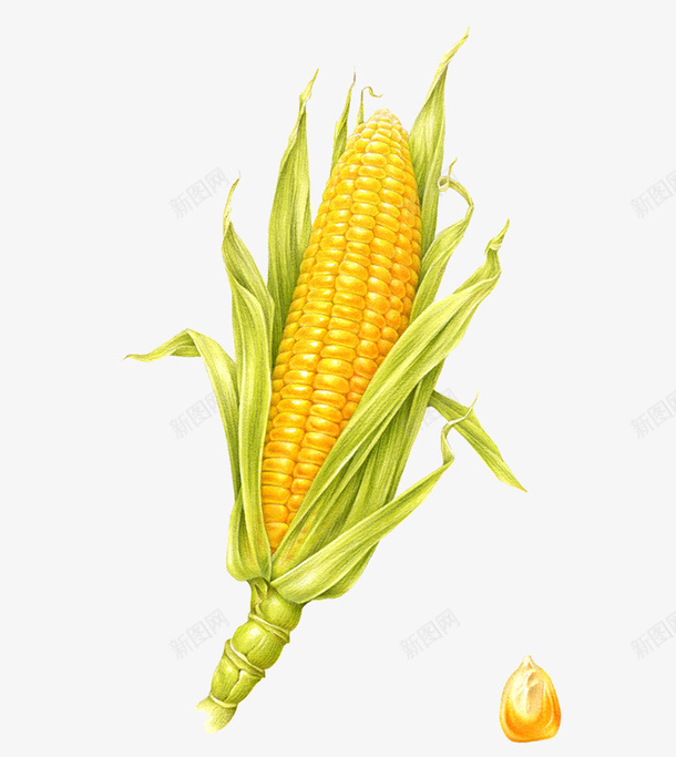 卡通食物玉米png免抠素材_新图网 https://ixintu.com 卡通 春天 玉米 蔬菜 食物