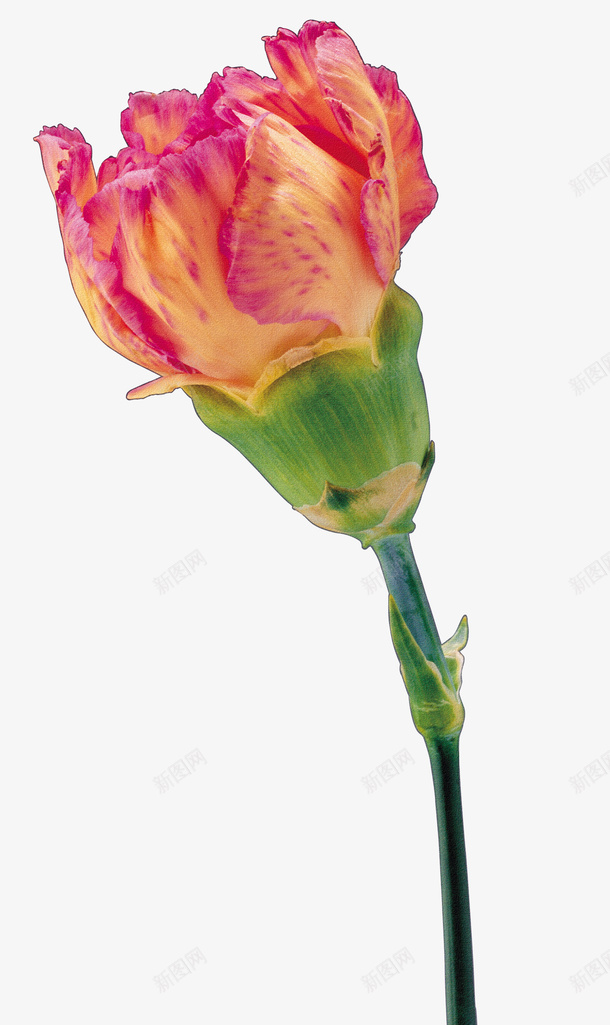 鲜花花卉鲜花png免抠素材_新图网 https://ixintu.com 唯美 手绘花朵图片 抽象花朵 花卉 花卉图案素材 鲜花图片 鲜花图片素材