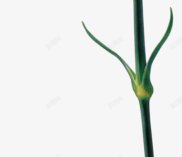 鲜花花卉鲜花png免抠素材_新图网 https://ixintu.com 唯美 手绘花朵图片 抽象花朵 花卉 花卉图案素材 鲜花图片 鲜花图片素材