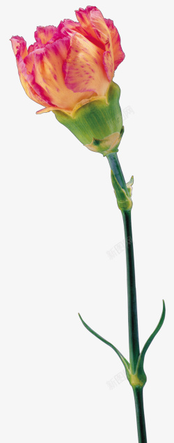 鲜花花卉鲜花素材