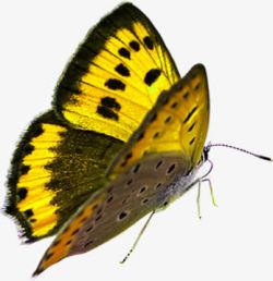 黄色蝴蝶美景手绘素材
