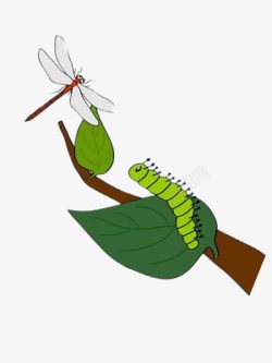 蜻蜓叼桑叶喂养蚕素材