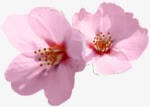 植物粉色花朵清新桃花png免抠素材_新图网 https://ixintu.com 桃花 植物 清新 粉色 花朵
