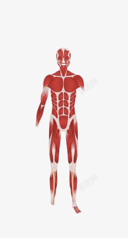 人体解剖图人体肌肉解剖图高清图片