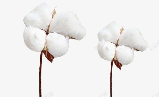 两朵精梳棉棉花植物png免抠素材_新图网 https://ixintu.com 两朵 棉花 植物 白色棉花 精梳棉 精梳棉棉花