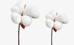 白色精梳棉两朵精梳棉棉花植物高清图片