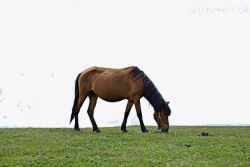 草原上的马草原上的马高清图片